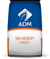 W/M SHEEP MINERAL