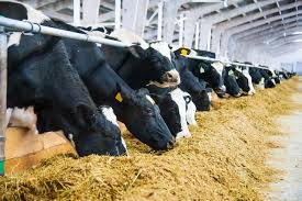 Gro Fast 36% Calf Concentrate