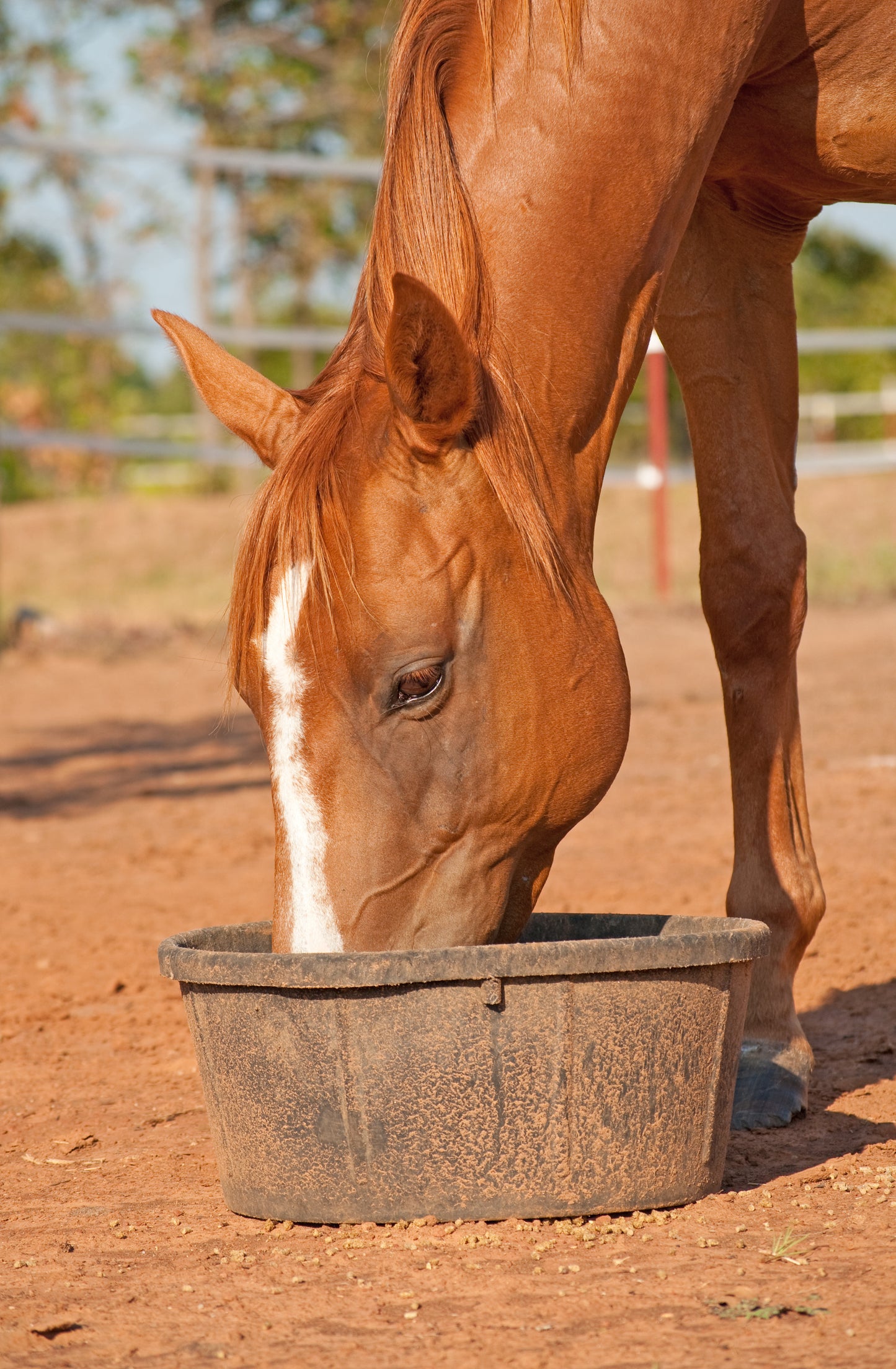 Tindle Trails 12% Horse Feed Pellet (An ADM Brand)