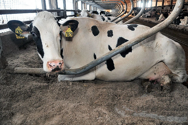 Syracuse Fiber Dairy Bedding Bulk