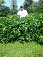 Whitetail Soybeans 50 lb
