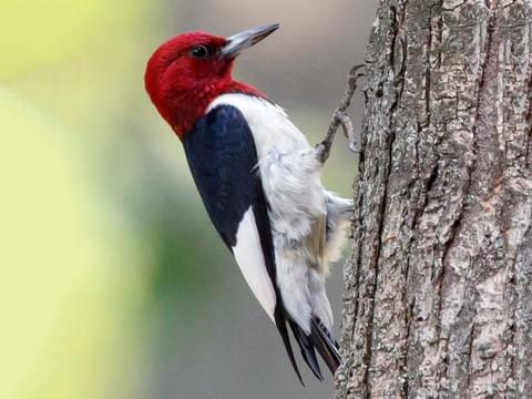 Nut & Fruit Woodpecker Blend